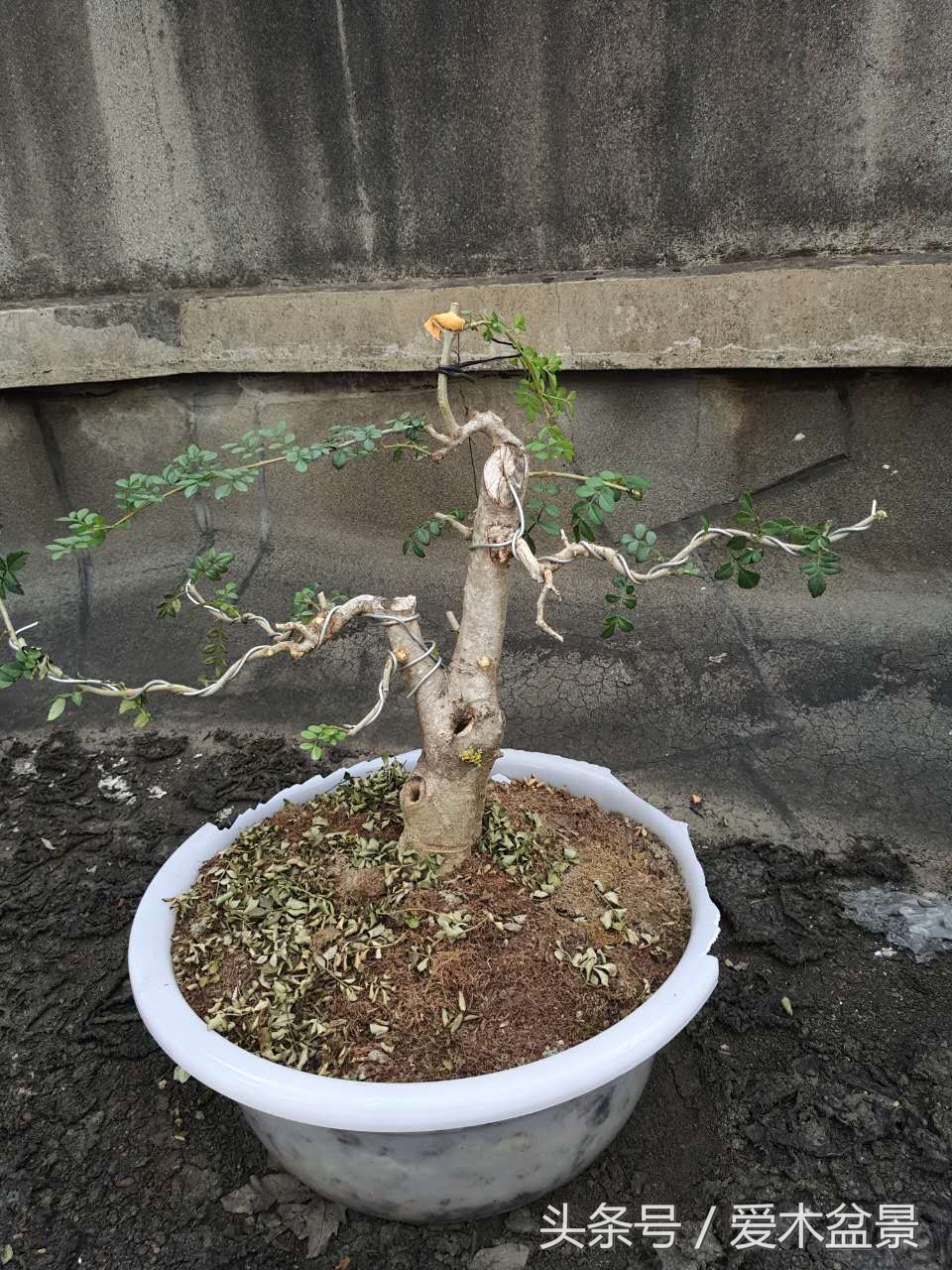 爱木盆景修剪视频,对节白蜡盆景如何造景