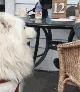 生完宝宝的萨摩,生完宝宝的萨摩耶