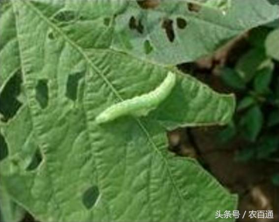 红薯蚁象怎么防治,甘薯蚁象在家怎么去除