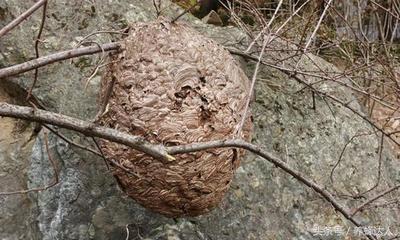 对付马蜂的方法,防胡蜂的最佳方法