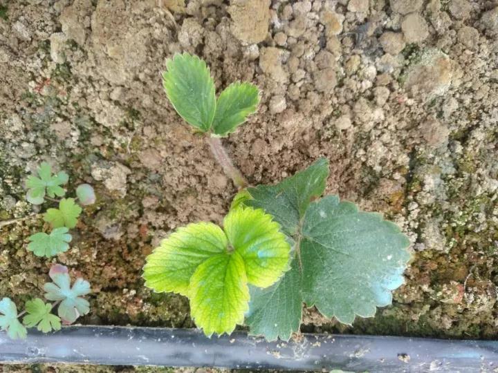 草莓病毒病防治用药,草莓病毒病症状及防治