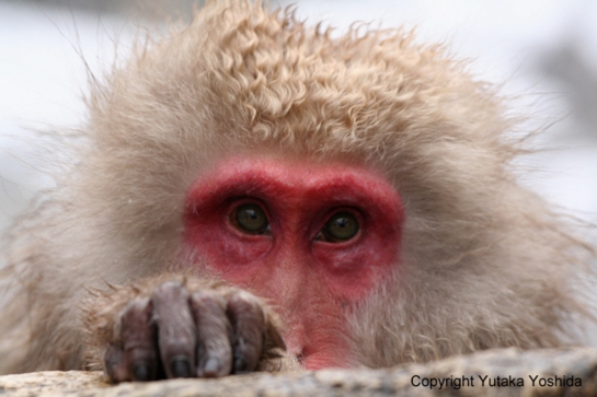 日本猴子泡温泉在哪个温泉,日本猴子泡温泉纪录片