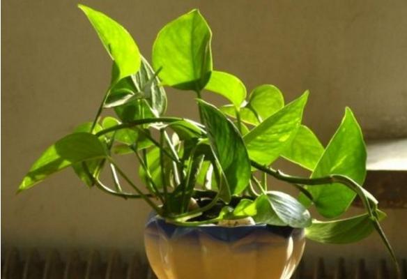 孕期小红疹怎么引起的,怀孕后腰上长了小红疹