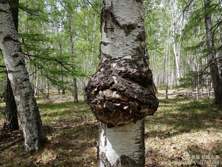 旅游、度假、休闲娱乐为一体的内蒙古根河市敖鲁古雅旅游度假村