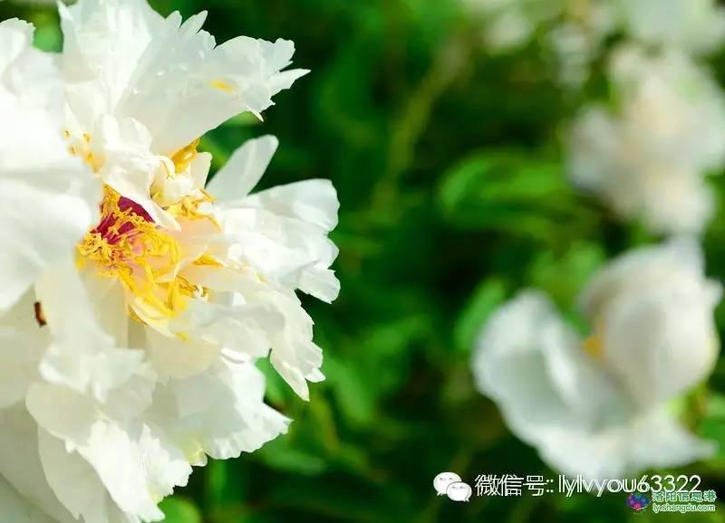 洛阳适合中学生好玩免费景点,洛阳各个景点的介绍