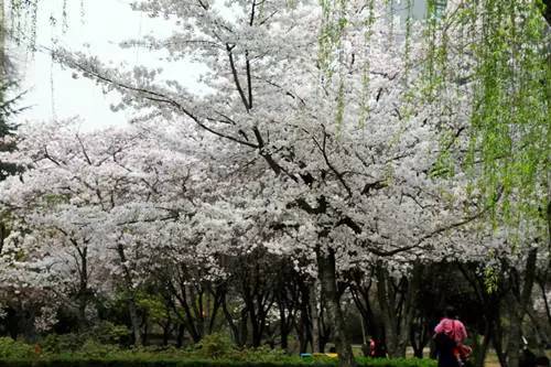 洛阳适合中学生好玩免费景点,洛阳各个景点的介绍