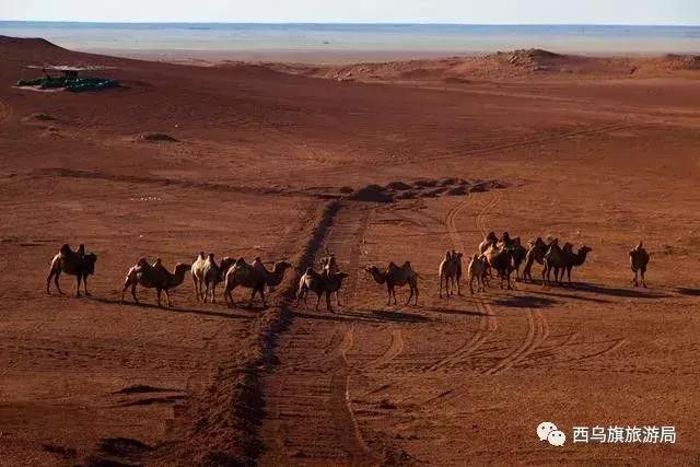 去了内蒙为什么敬酒三杯，哈达怎么接，马奶也是良药？