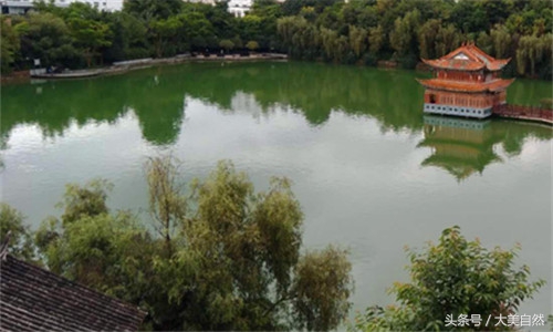 鱼塘虾太多了用什么能消灭,鱼塘虾的正确调理方法