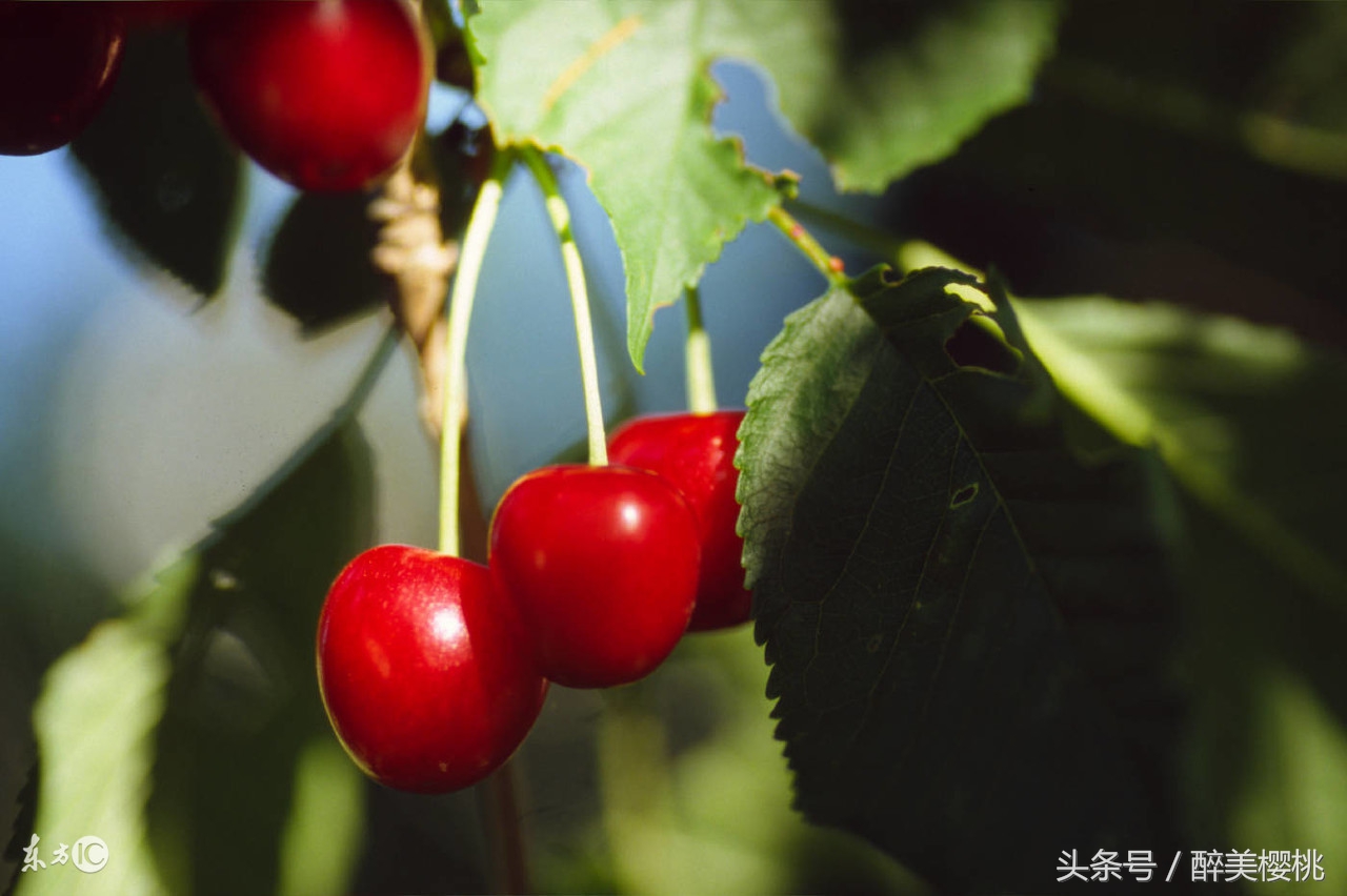 大樱桃褐斑病是怎么引起的,大樱桃褐斑病防治技术