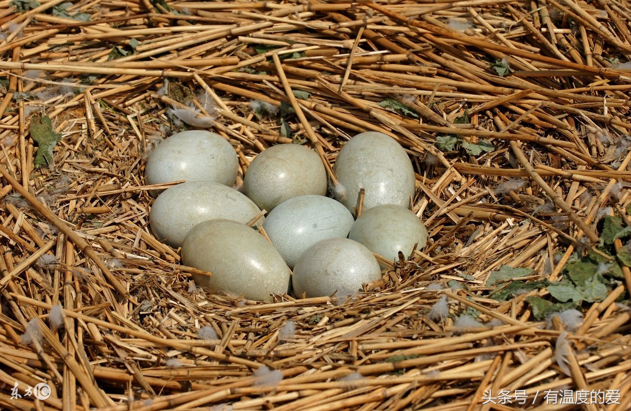 鸡输卵管炎的临床表现及防治方法,蛋鸭输卵管炎主要用什么药