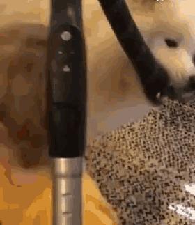 生完宝宝的萨摩,生完宝宝的萨摩耶