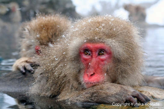 日本猴子泡温泉在哪个温泉,日本猴子泡温泉纪录片