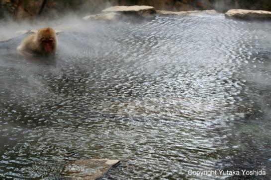 日本猴子泡温泉在哪个温泉,日本猴子泡温泉纪录片