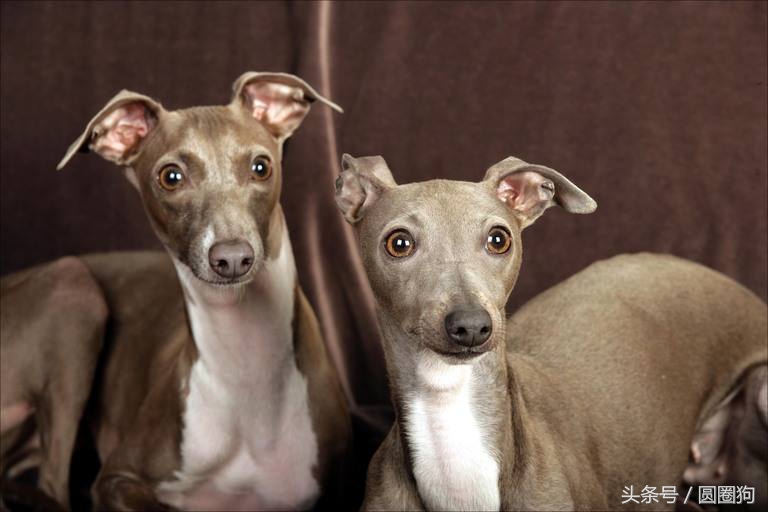 十大黑狗品种灵缇,世界名犬达克斯猎犬