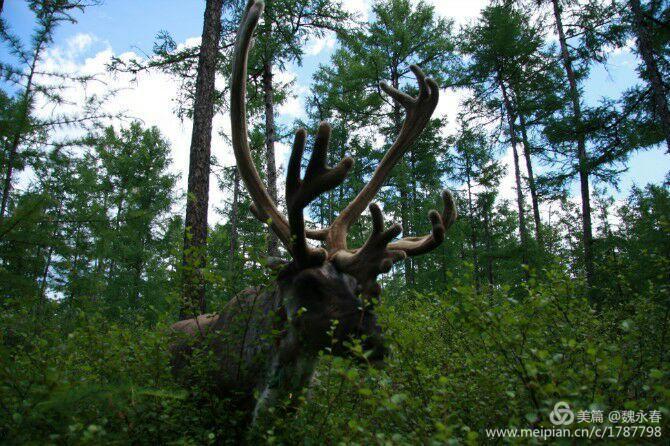 旅游、度假、休闲娱乐为一体的内蒙古根河市敖鲁古雅旅游度假村