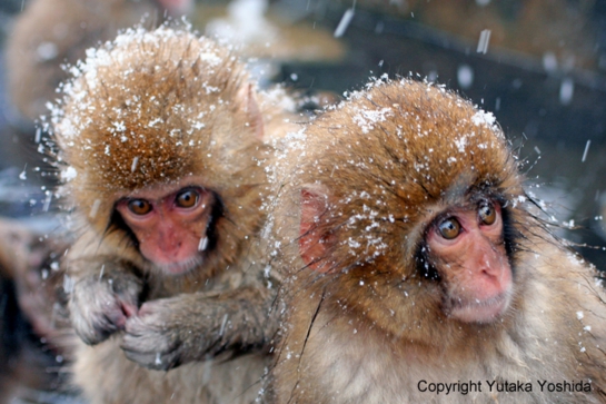 日本猴子泡温泉在哪个温泉,日本猴子泡温泉纪录片