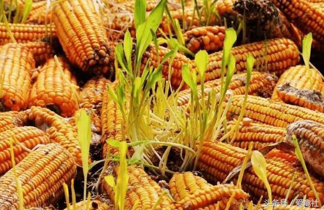 连续阴雨天玉米容易长毛么,玉米发霉了怎么发酵成农村肥料