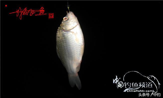 夜钓继续过小瘾，回家煲煲爱心粥