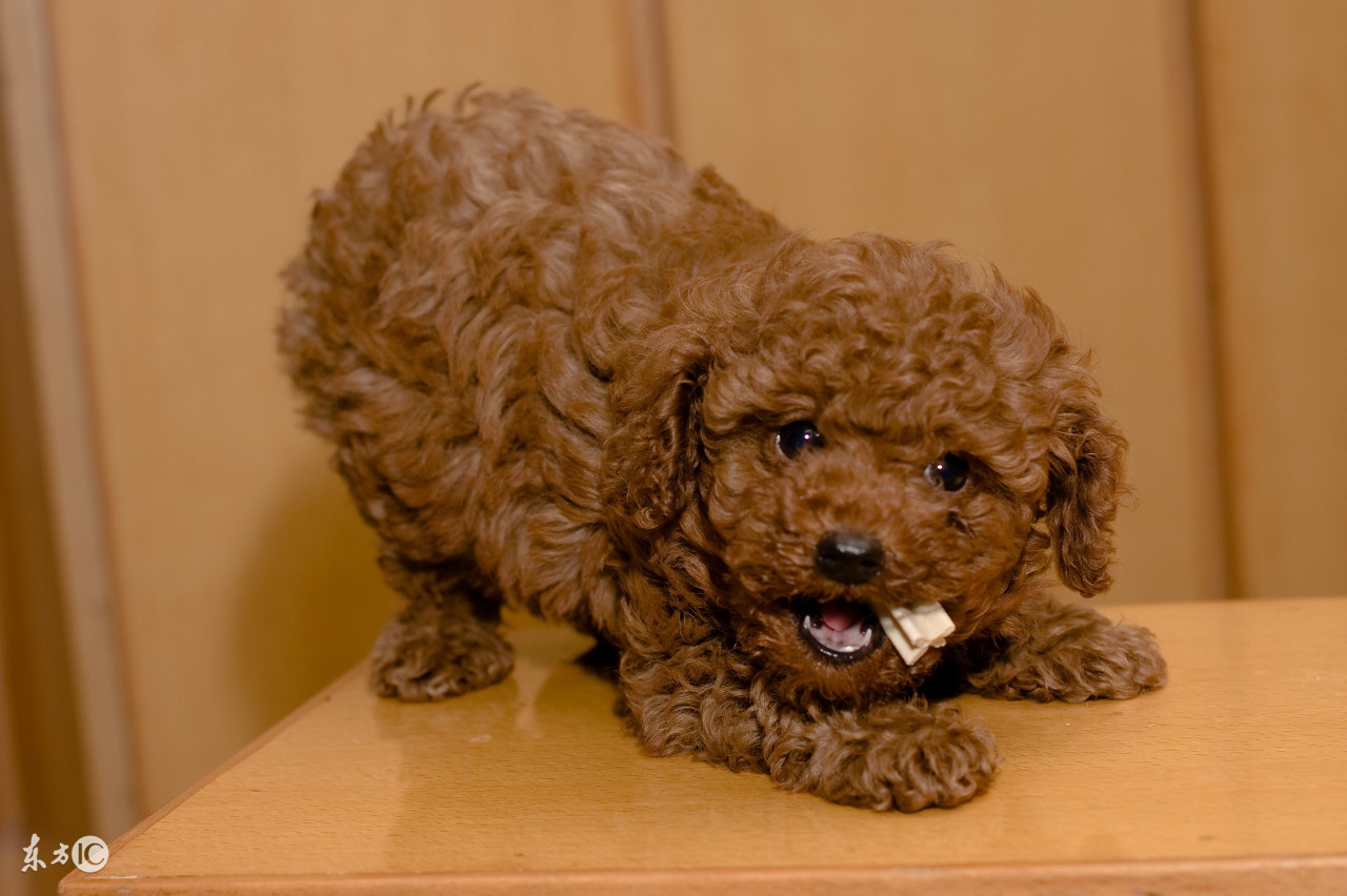 泰迪狗消化不好给它吃什么好,泰迪狗狗消化不好怎么调理