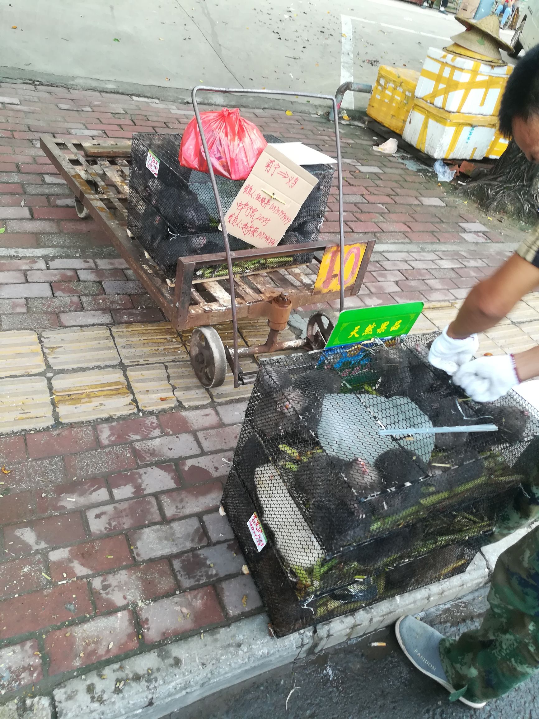 温度超过30度竹鼠会中暑吗,竹鼠冬天在稻草里会中暑吗