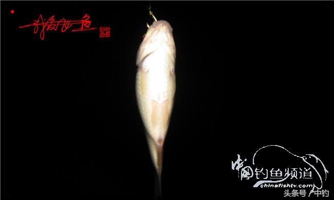 夜钓继续过小瘾，回家煲煲爱心粥