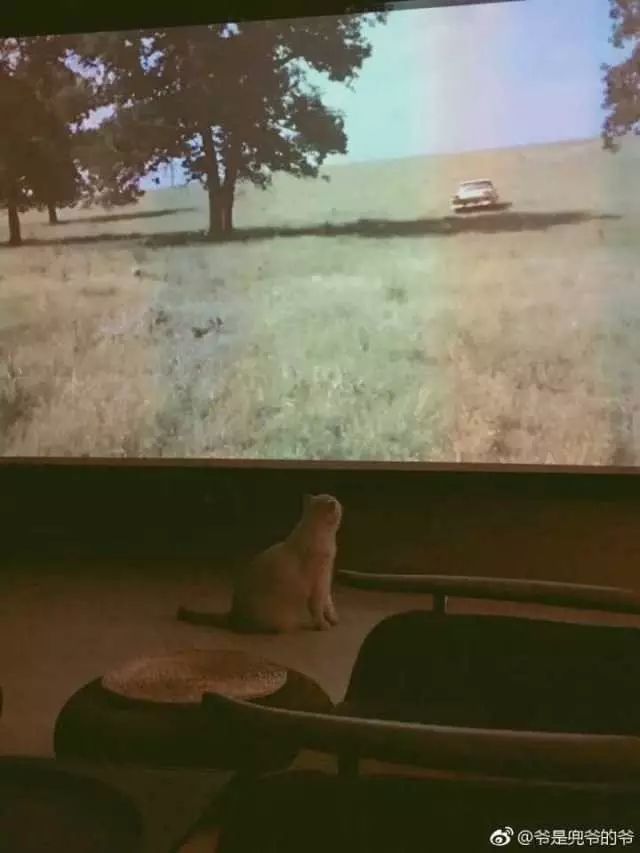 最红的网红淘宝店主,上海网红淘宝店主