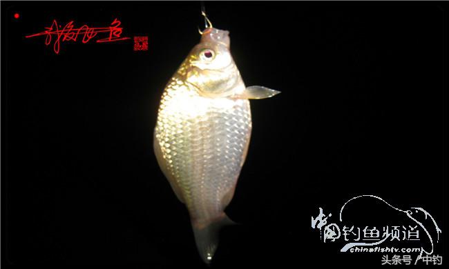 夜钓继续过小瘾，回家煲煲爱心粥