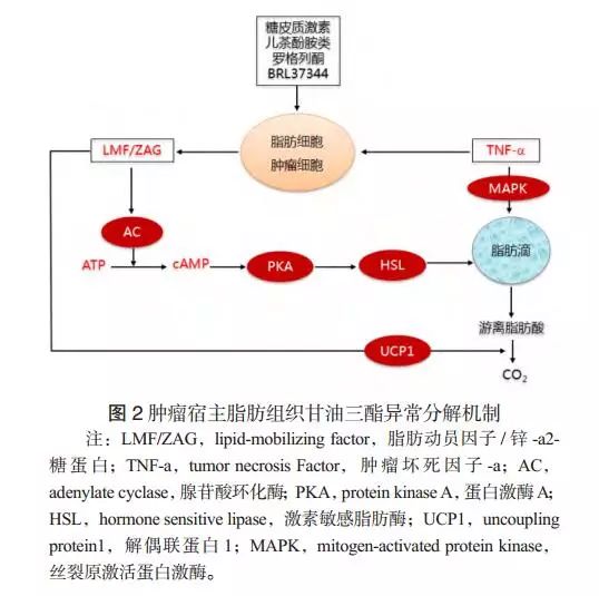 肿瘤脂代谢异常和脂代谢调节治疗
