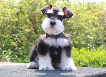 猫狗异味太重,猫狗也会脚臭吗