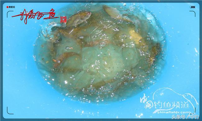 夜钓继续过小瘾，回家煲煲爱心粥