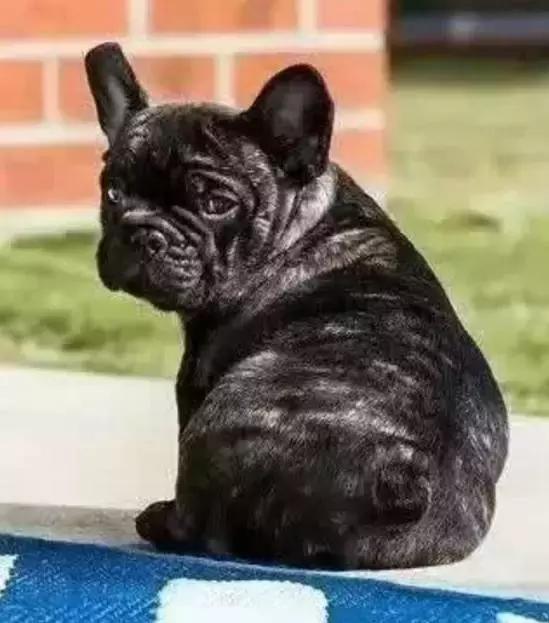 怎样训练斗牛犬上厕所,怎样训练斗牛犬去厕所拉屎