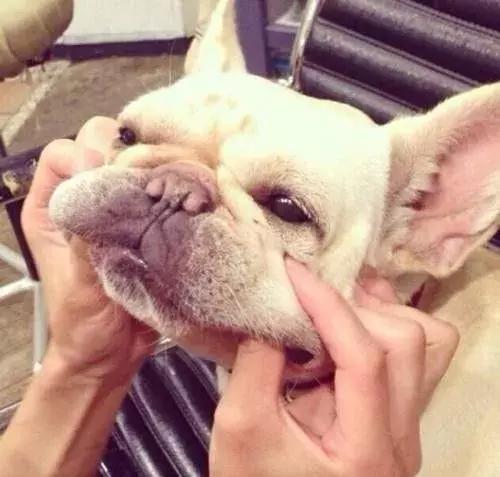 怎样训练斗牛犬上厕所,怎样训练斗牛犬去厕所拉屎