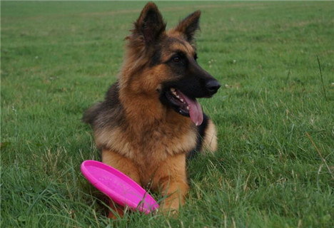 德国牧羊犬锤系和赛系的区别,德国牧羊犬幼犬挑选视频