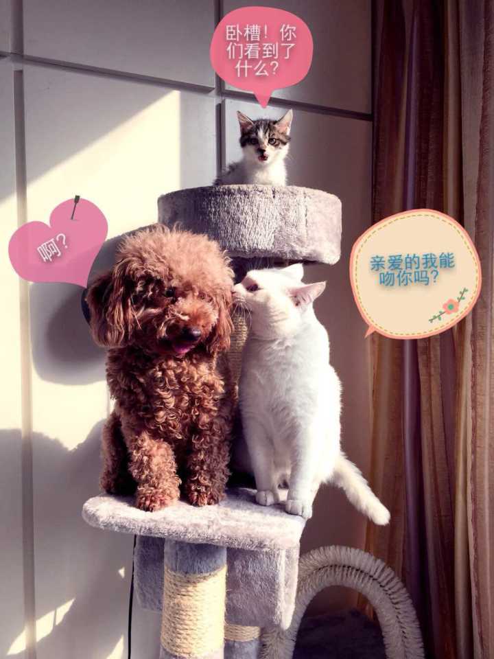 猫的性格是由什么决定,猫的性格到底古怪在哪四个方面