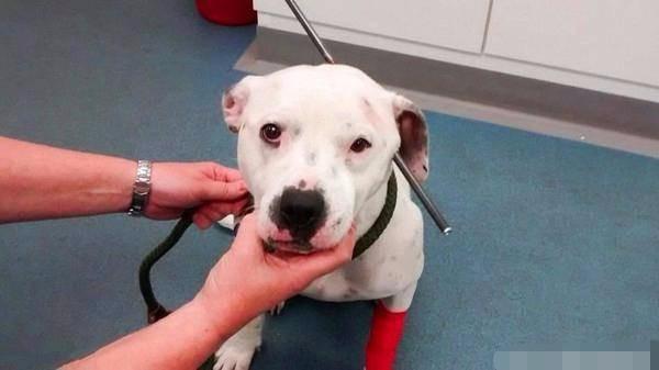 流浪狗被箭射穿后续救助人,流浪狗被箭射伤后续