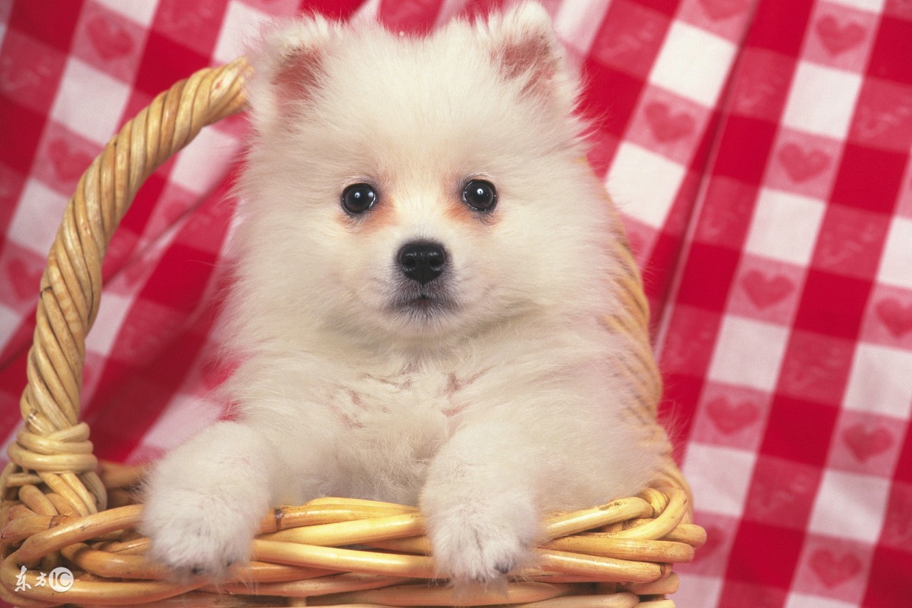 老婆的几次流产竟是家里的它惹的祸知道知道真相后后悔死了