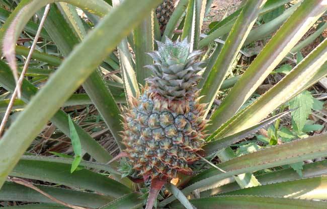 螺旋宇宙的奥秘,螺旋的未解之谜