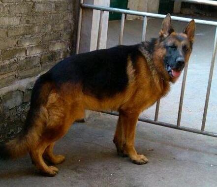 三个月德国牧羊犬幼犬喂养方法,饲养德国牧羊犬的视频