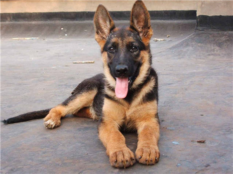 德国牧羊犬锤系和赛系的区别,德国牧羊犬幼犬挑选视频
