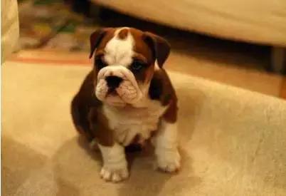 怎样训练斗牛犬上厕所,怎样训练斗牛犬去厕所拉屎