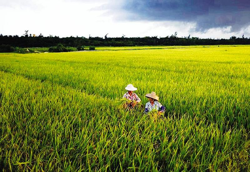 国人又长脸了，海水里种出高产稻，外国人都羡慕不已？