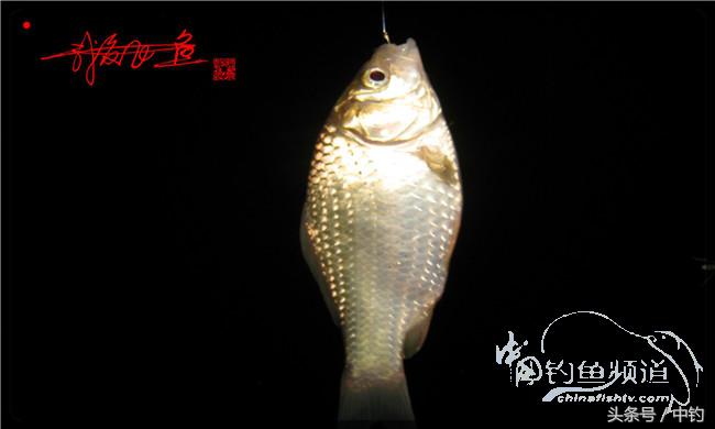 夜钓继续过小瘾，回家煲煲爱心粥