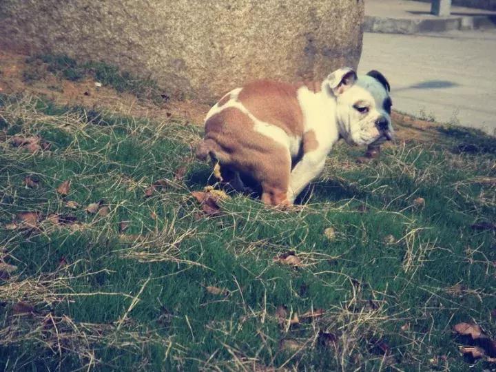 怎样训练斗牛犬上厕所,怎样训练斗牛犬去厕所拉屎