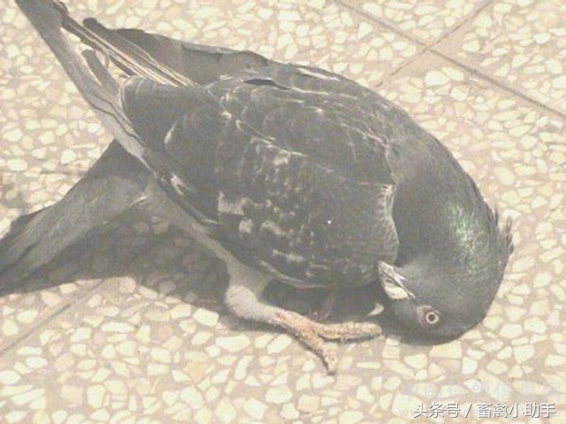 鸽子转脖子是什么原因,鸽子出现歪头的情况还能不能治疗