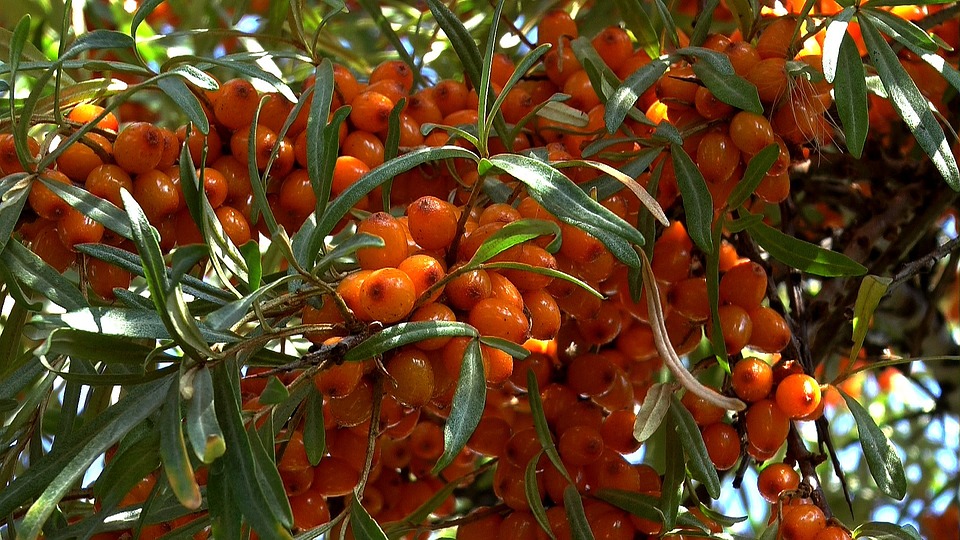高能量水果有哪些,高能量水果前十名