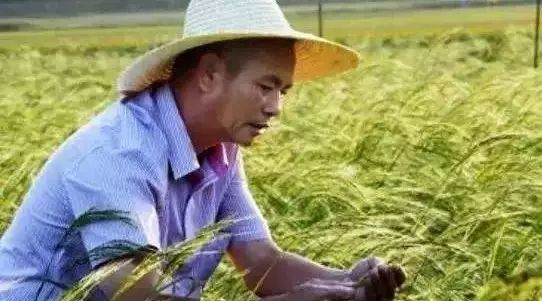 国人又长脸了，海水里种出高产稻，外国人都羡慕不已？