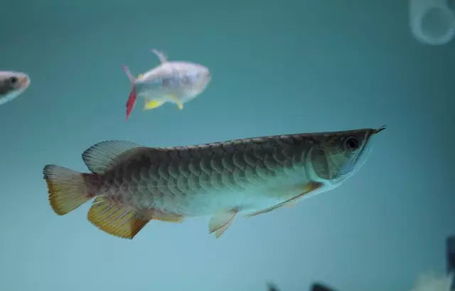 龙鱼鳍尾修复,龙鱼过背成长视频