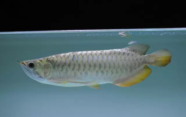 龙鱼鳍尾修复,龙鱼过背成长视频