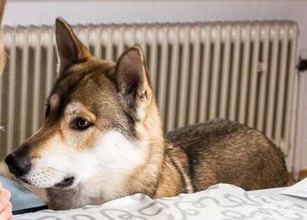 三个月德国牧羊犬幼犬喂养方法,饲养德国牧羊犬的视频