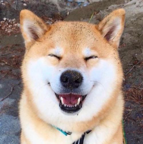 关于忠犬的9部电影推荐，看看有没有你家“那位”的影子